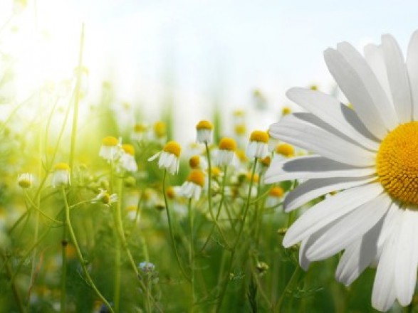 Testna novica lorem ipsum 2